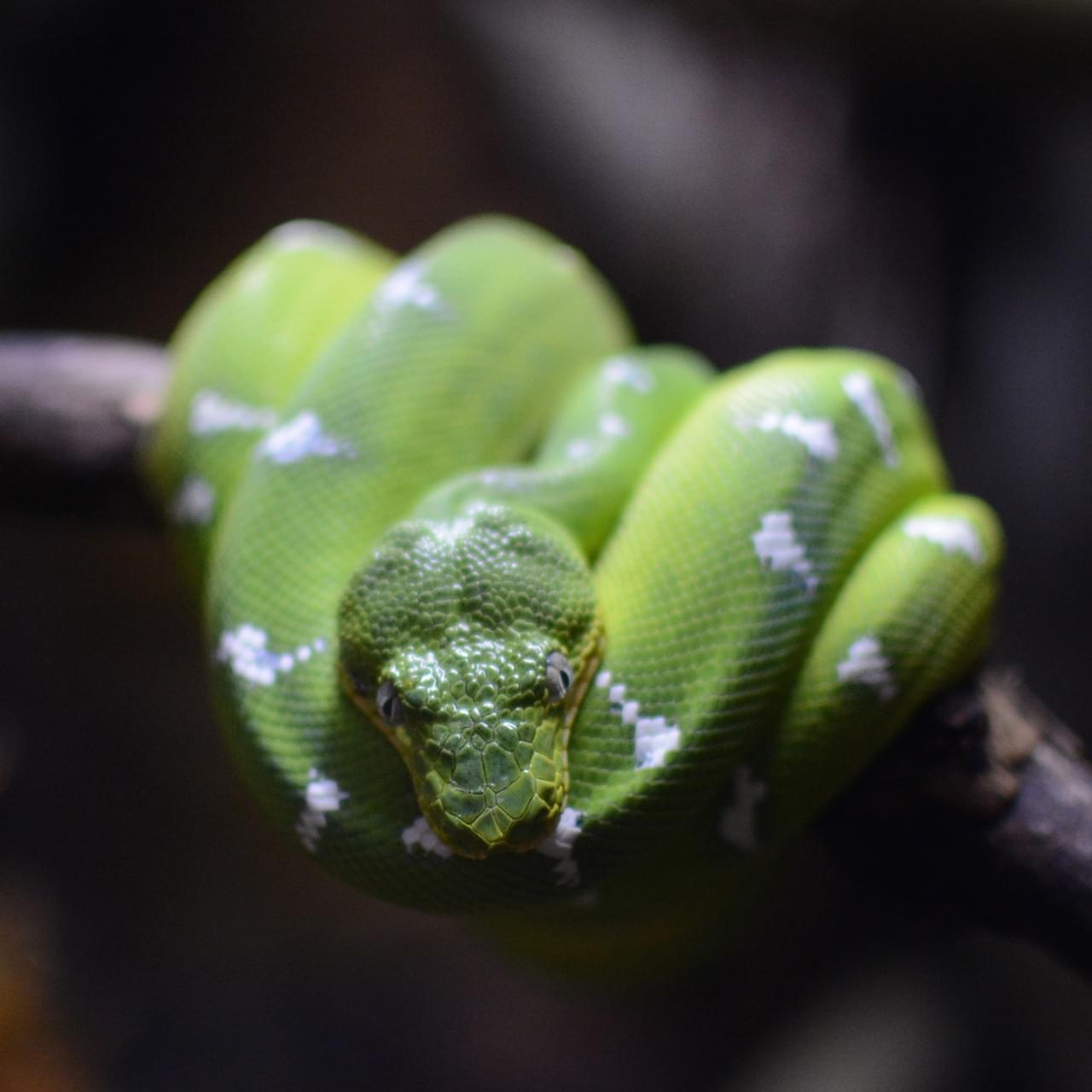 An emerald tree boa with white stripes.