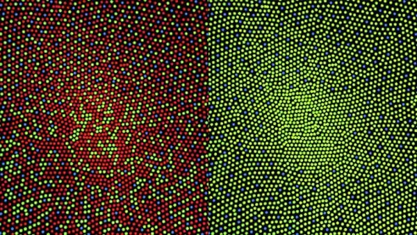 On the left is a cone mosaic of standard vision, and on the right is that of someone with protanopia where they are missing the red cones.