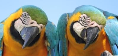350 x 150 picture of two parrots